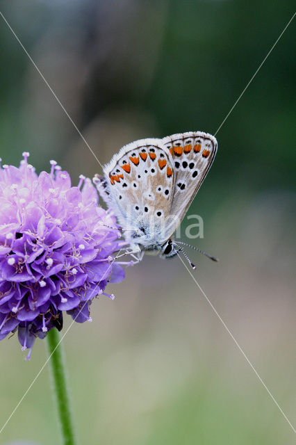 Brown Argus (Aricia agestis)