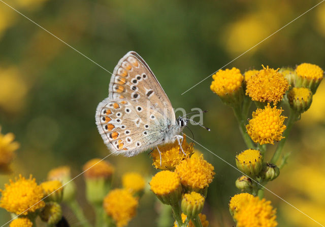 Bruin blauwtje (Aricia agestis)