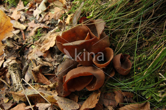 Bay cup (Peziza badia)