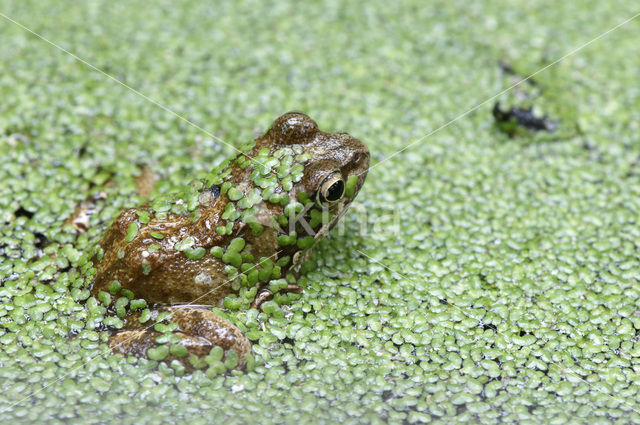 Common Frog (Rana temporaria)