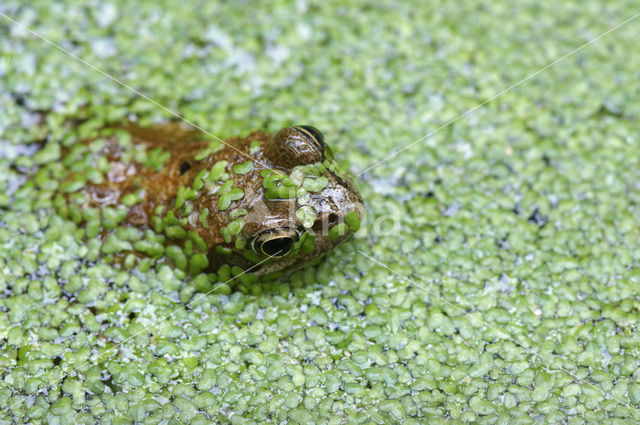 Bruine kikker (Rana temporaria)