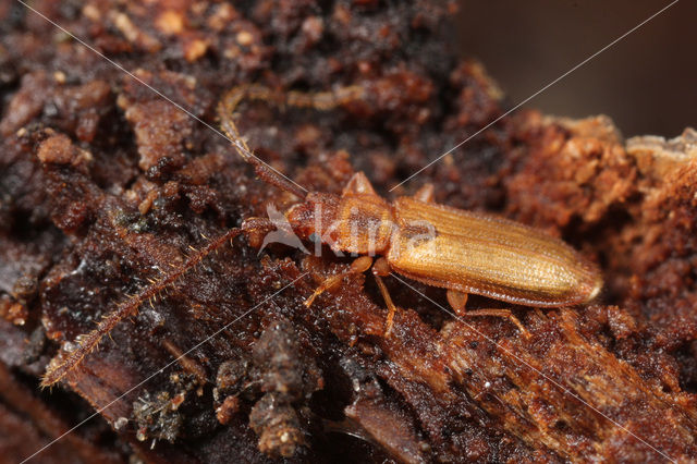Flat bark beetle (Uleiota planata)