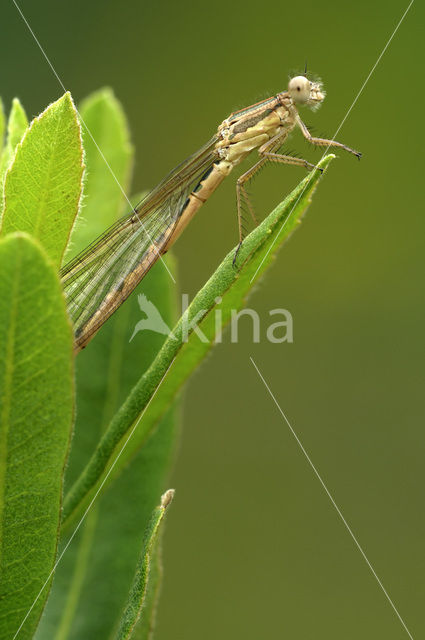 Brown Emerald Damselfly (Sympecma fusca)