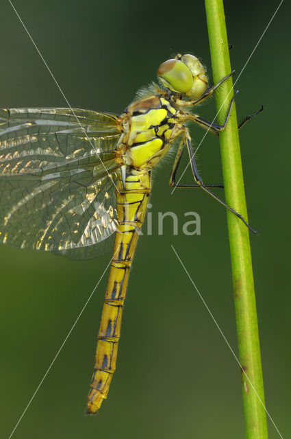 Common Darter (Sympetrum striolatum)