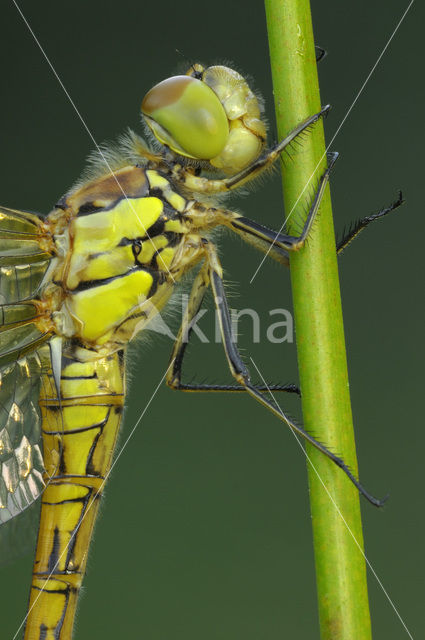 Bruinrode heidelibel (Sympetrum striolatum)
