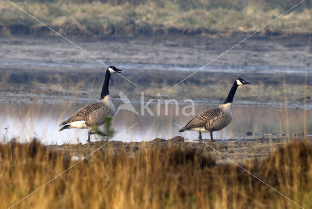 Canadese Gans (Branta canadensis)