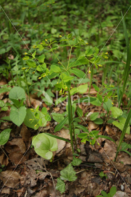Carniolan Spurge (Euphorbia carniolica)