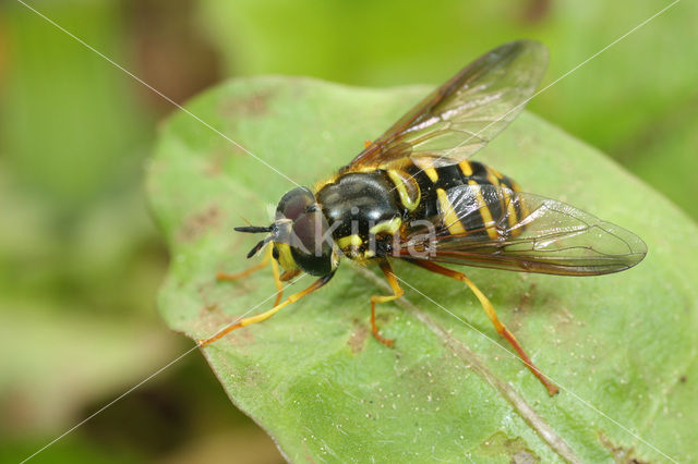 Chrysotoxum lessonae