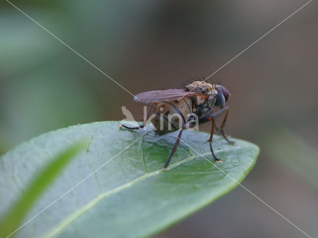 Coenosia tigrina