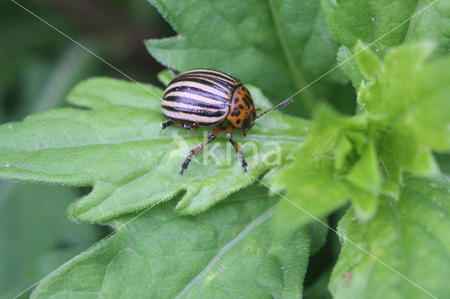 Coloradokever (Leptinotarsa decemlineata)