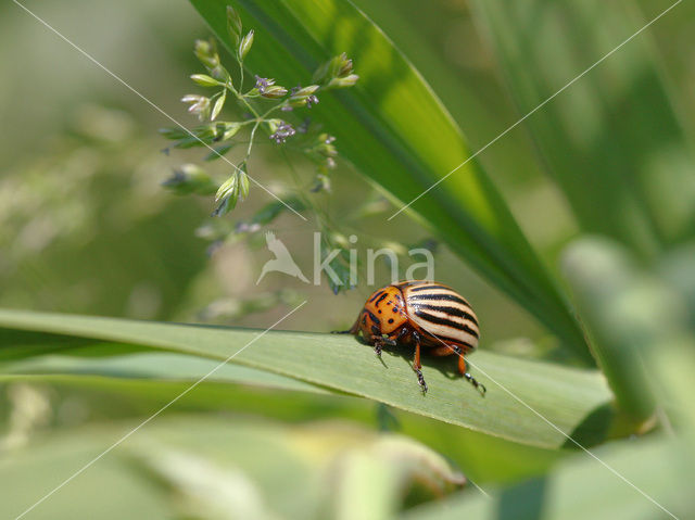 Coloradokever (Leptinotarsa decemlineata)