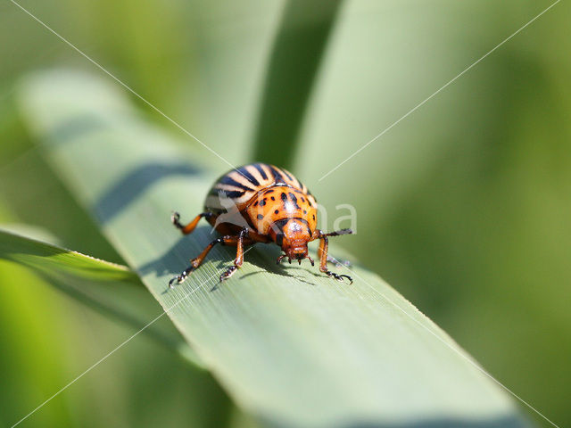 Coloradokever (Leptinotarsa decemlineata)