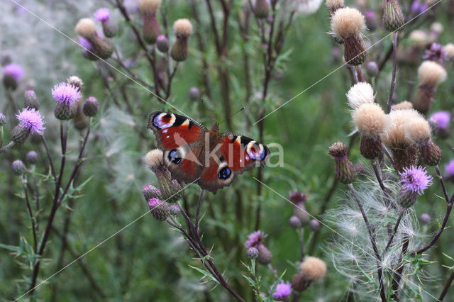 Peacock (Inachis io)