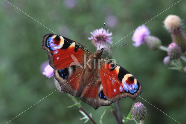 Peacock (Inachis io)