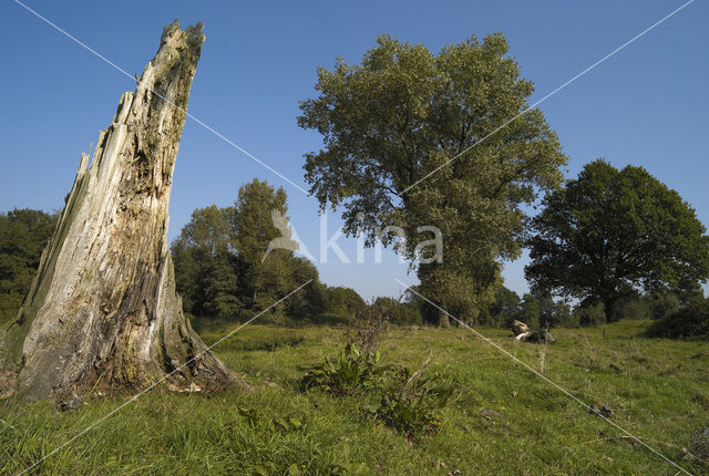 Dal van de Tungelroyse beek