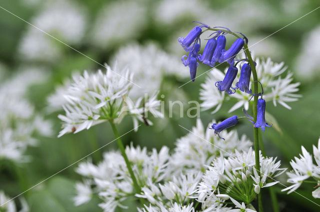 Ramsons (Allium ursinum)