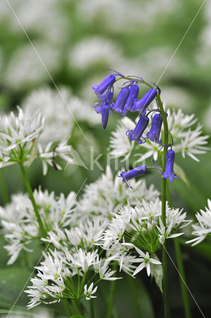 Daslook (Allium ursinum)