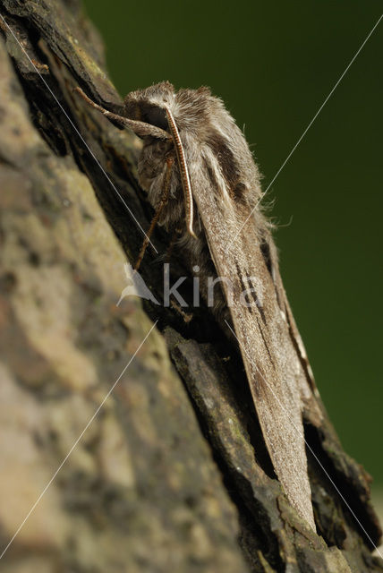 Dennenpijlstaart (Sphinx pinastri)