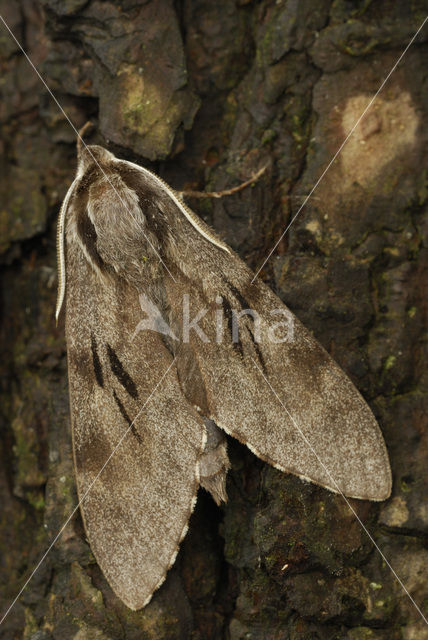 Dennenpijlstaart (Sphinx pinastri)