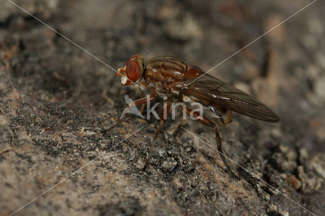 Dennensapzwever (Brachyopa testacea)