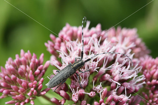 Distelbok (Agapanthia villosoviridescens)