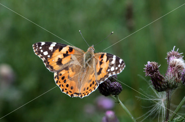 Distelvlinder (Vanessa cardui)