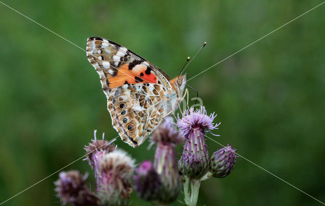 Distelvlinder (Vanessa cardui)