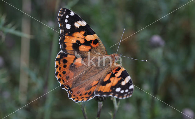 Distelvlinder (Vanessa cardui)