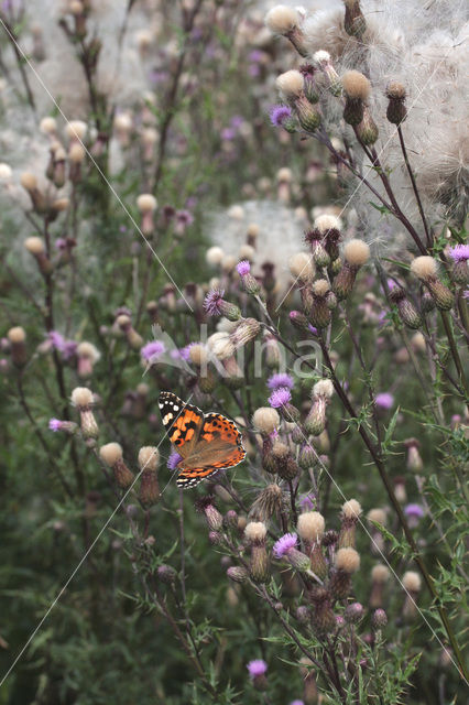 Distelvlinder (Vanessa cardui)