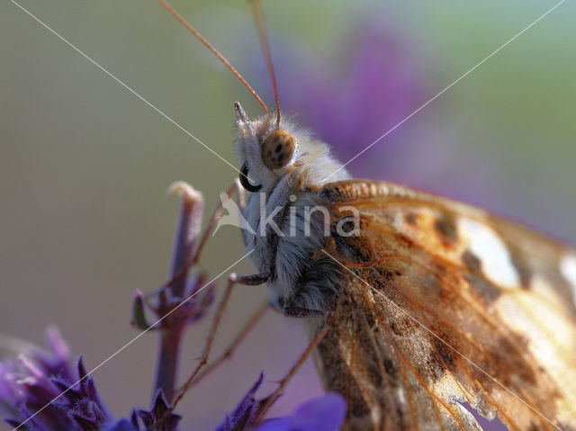 Distelvlinder (Vanessa cardui)