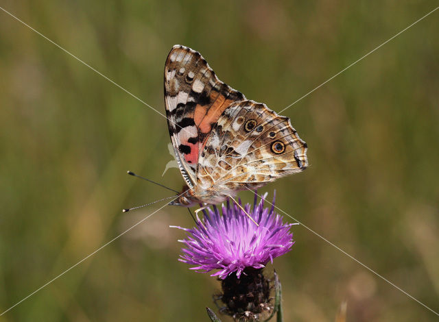 Distelvlinder (Vanessa cardui)