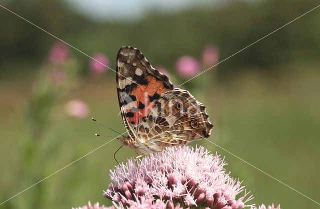 Distelvlinder (Vanessa cardui)