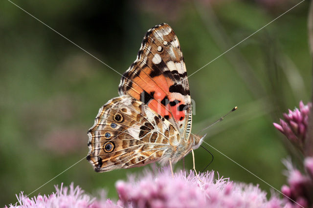 Distelvlinder (Vanessa cardui)