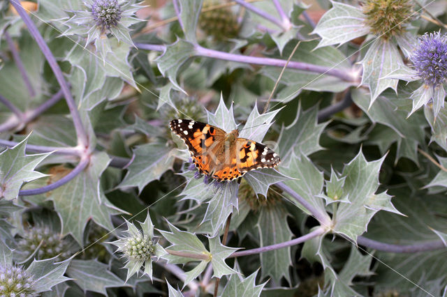 Distelvlinder (Vanessa cardui)