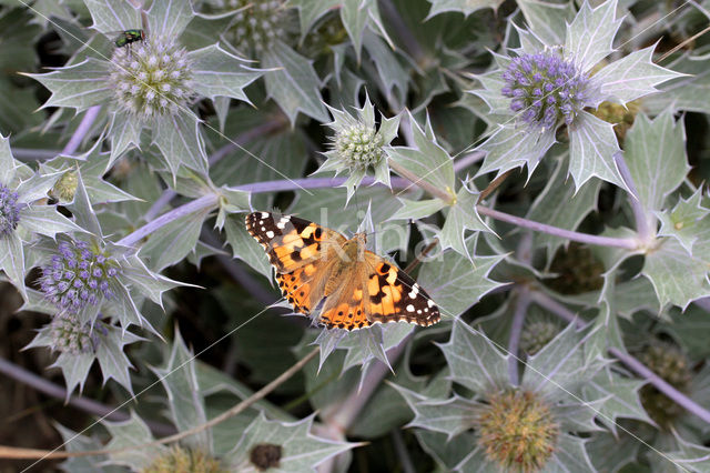 Distelvlinder (Vanessa cardui)