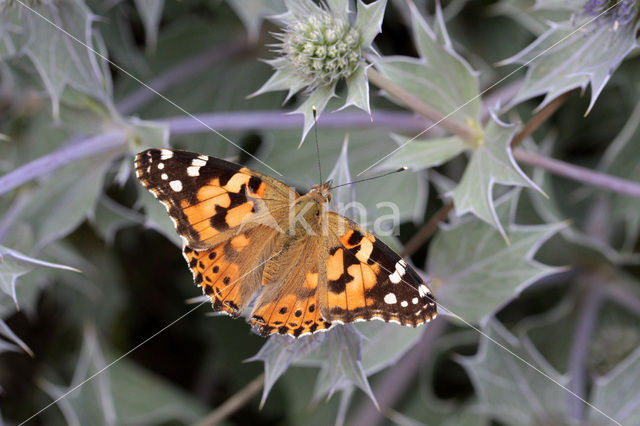 Painted Lady (Vanessa cardui)