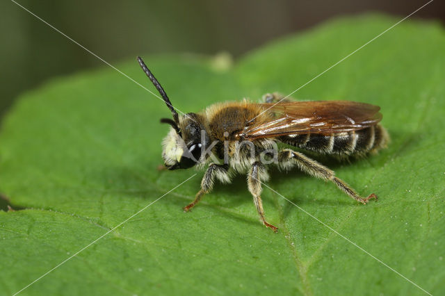 Donkere klaverzandbij (Andrena labialis)