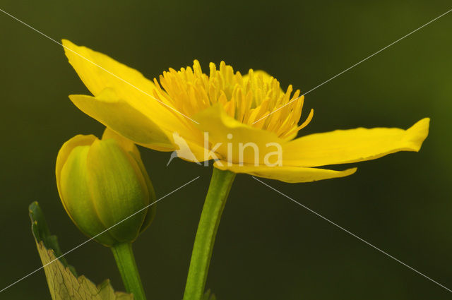 Marsh Marigold (Caltha palustris)