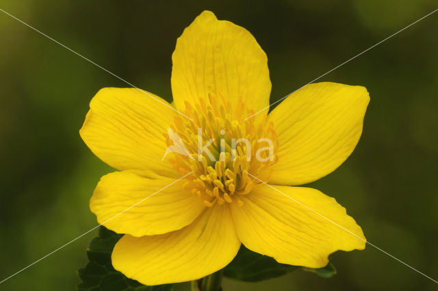 Marsh Marigold (Caltha palustris)