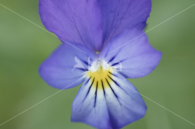 Driekleurig viooltje (Viola tricolor)