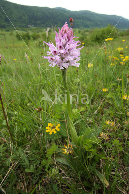 three-toothed orchid (Neotinea tridentata)