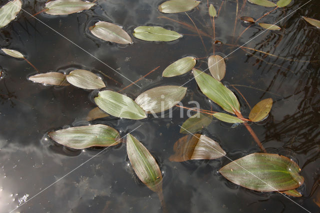 Bog Pondweed (Potamogeton polygonifolius)
