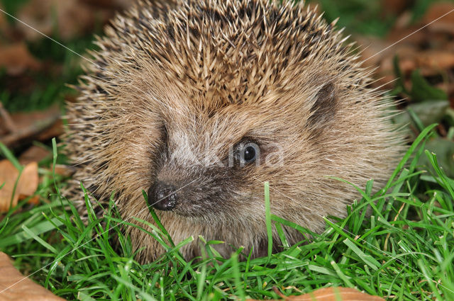 Hedgehog (Erinaceus europaeus)