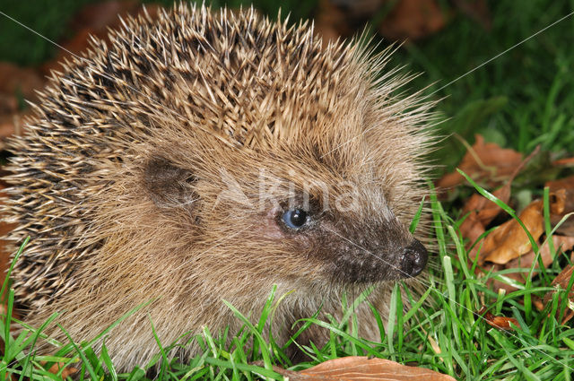 Egel (Erinaceus europaeus)