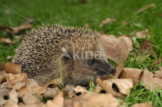 Hedgehog (Erinaceus europaeus)