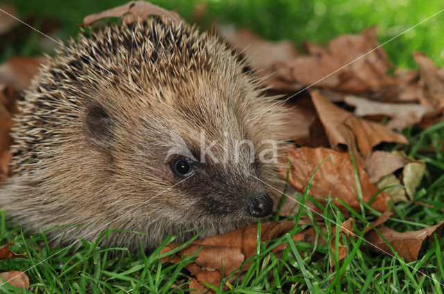 Hedgehog (Erinaceus europaeus)