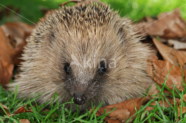 Hedgehog (Erinaceus europaeus)