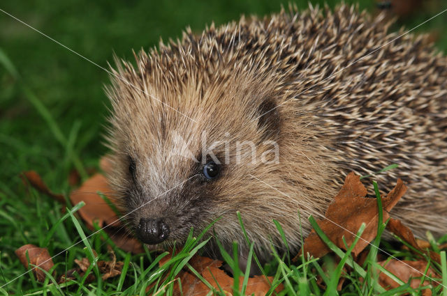 Hedgehog (Erinaceus europaeus)