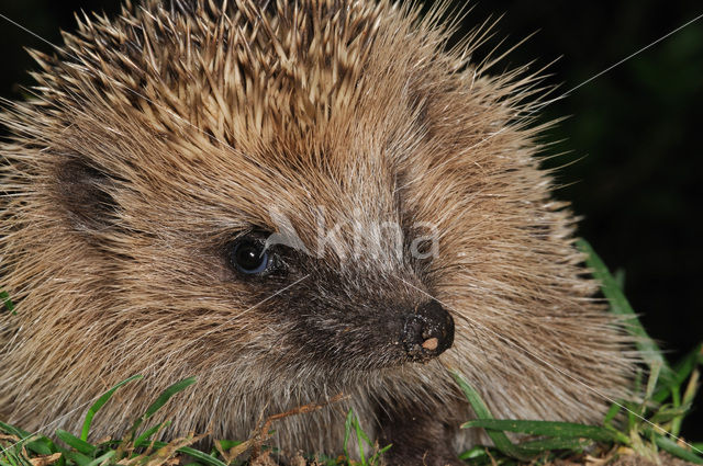 Hedgehog (Erinaceus europaeus)