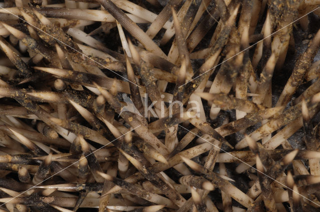 Hedgehog (Erinaceus europaeus)